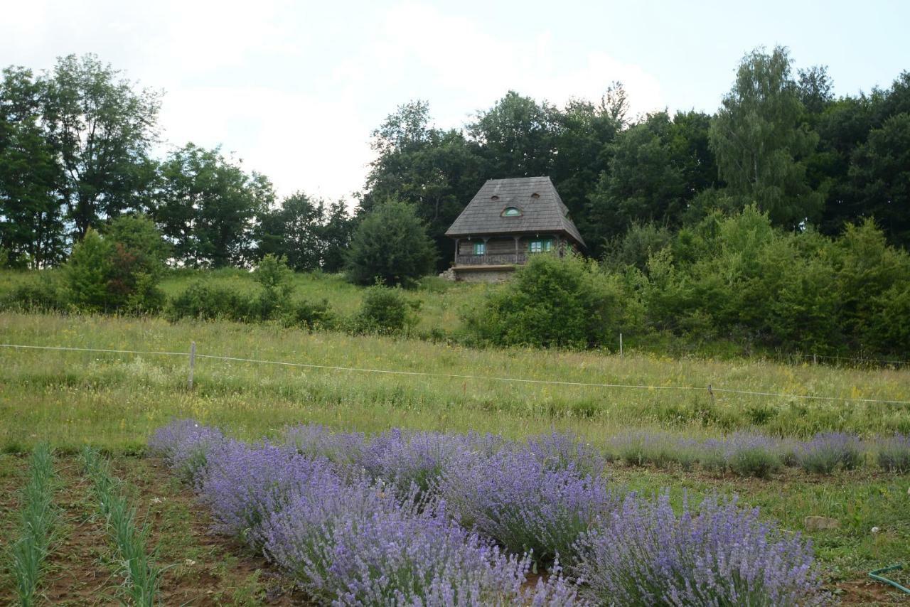 Pensjonat Casa Glod Glod  Zewnętrze zdjęcie